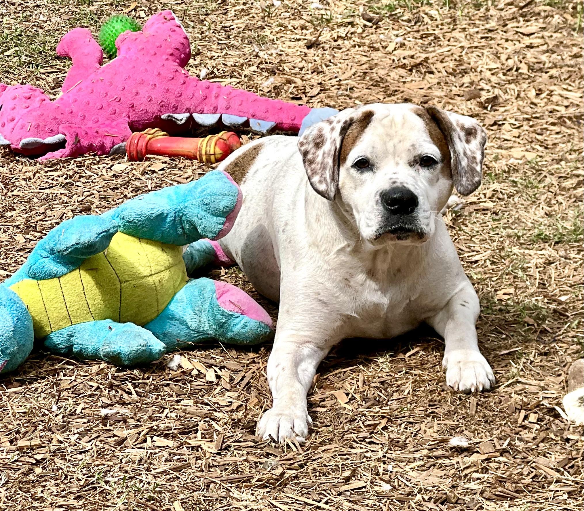 Henley, a ADOPTABLE mixed breed in Mt Pleasant, SC image 1/6