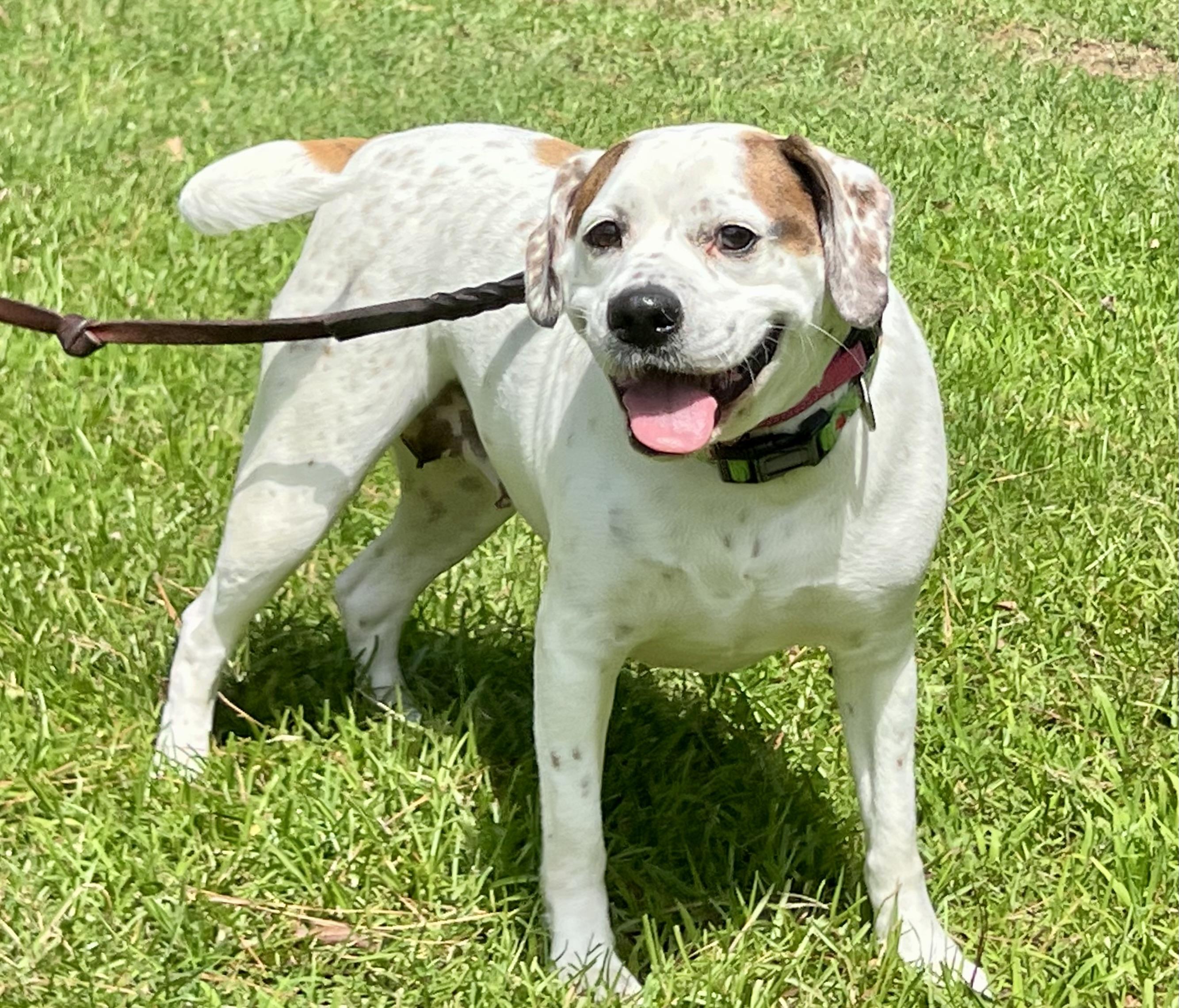 Henley, a ADOPTABLE mixed breed in Mt Pleasant, SC image 2/6