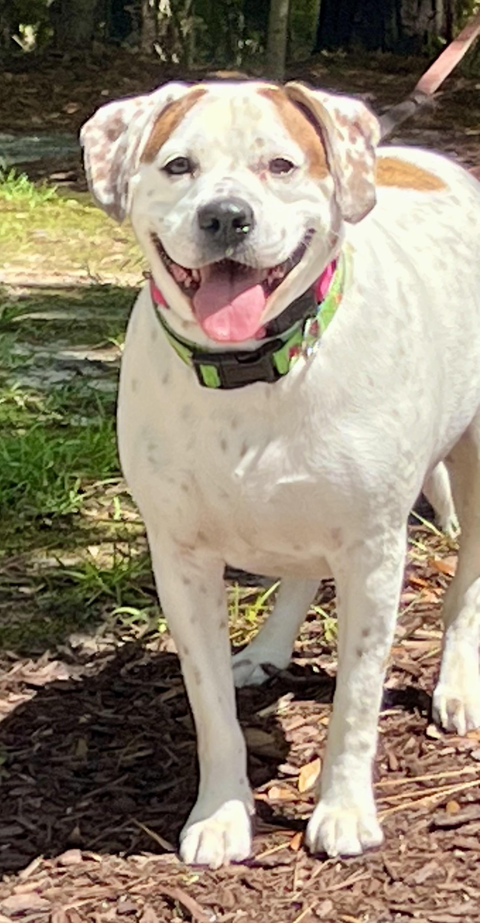 Henley, a ADOPTABLE mixed breed in Mt Pleasant, SC image 5/6