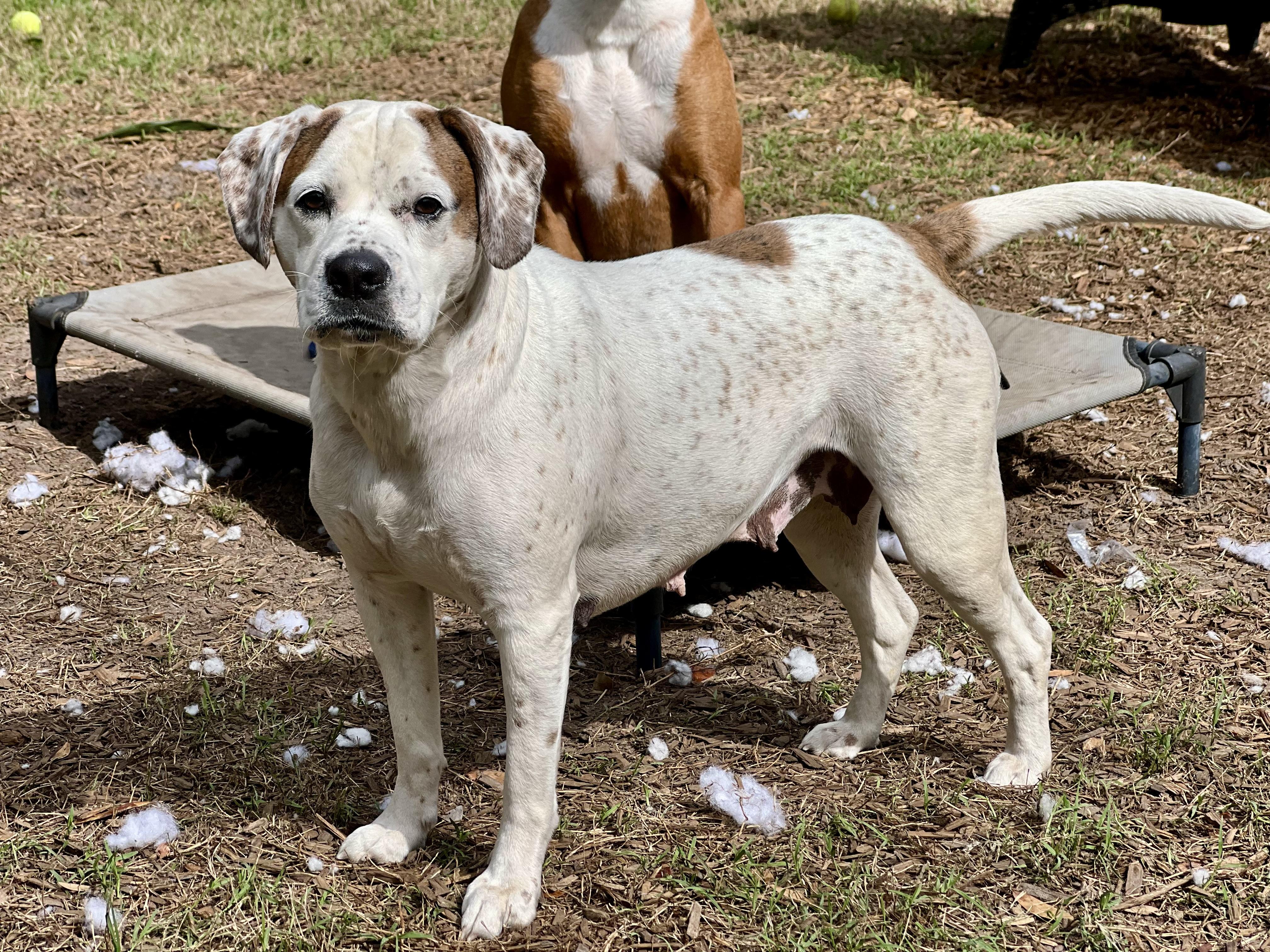 Henley, a ADOPTABLE mixed breed in Mt Pleasant, SC image 5/6