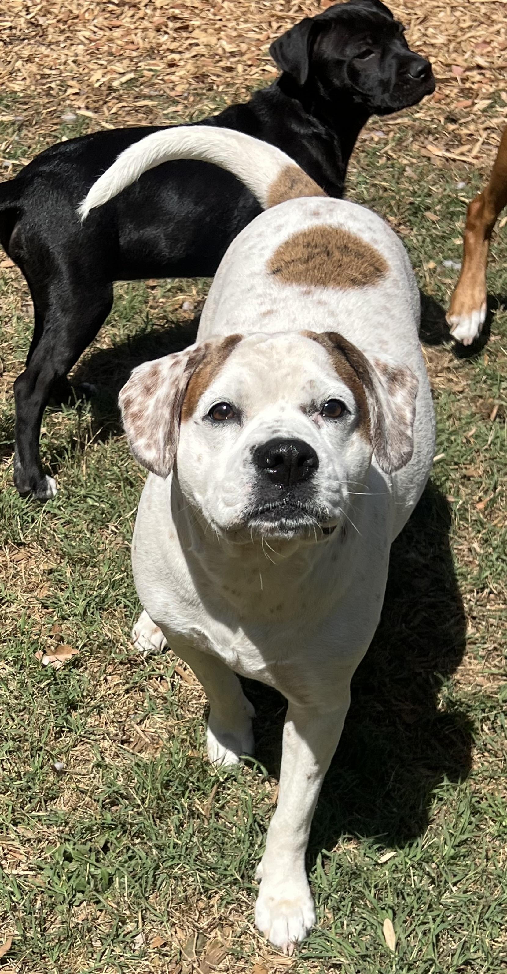 Enlarge Henley, a ADOPTABLE mixed breed in Mt Pleasant, SC image 6/6