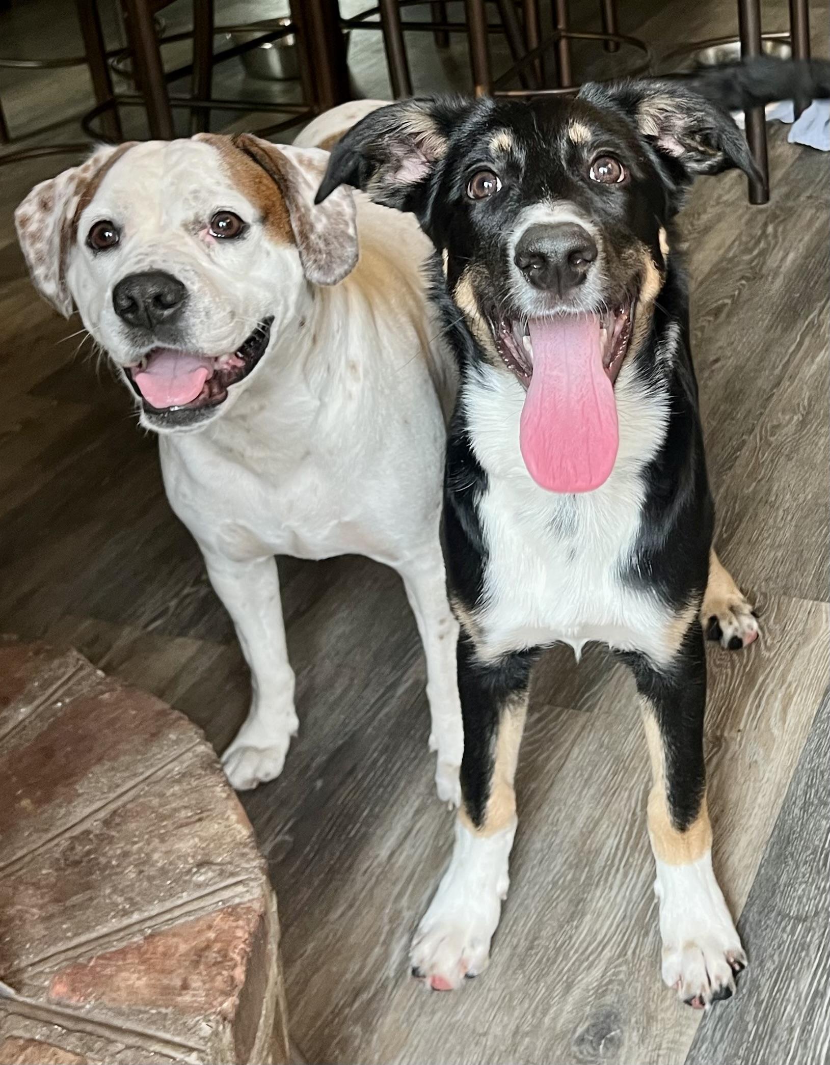 Henley, a ADOPTABLE mixed breed in Mt Pleasant, SC image 3/6