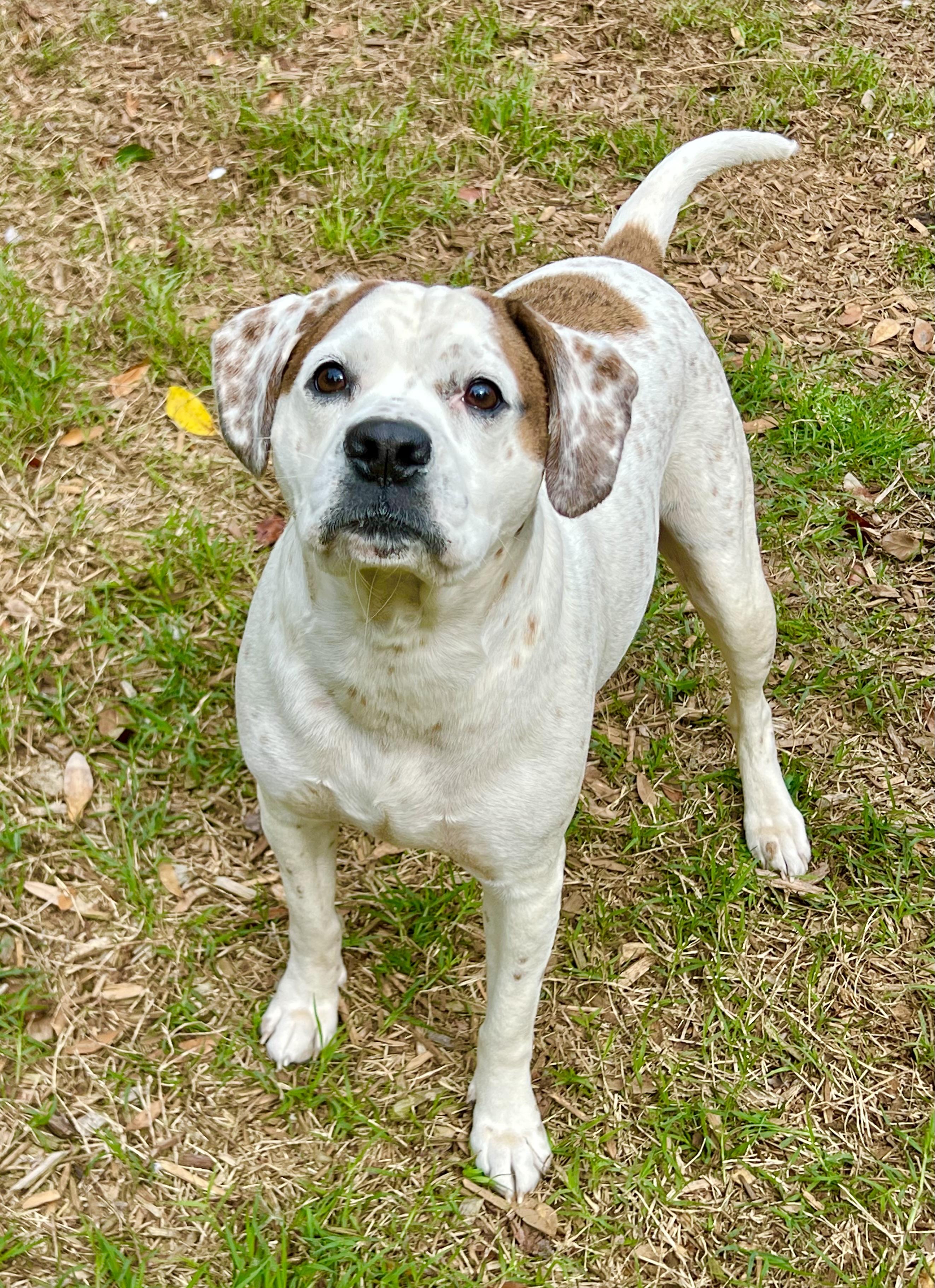 Henley, a ADOPTABLE mixed breed in Mt Pleasant, SC image 6/6