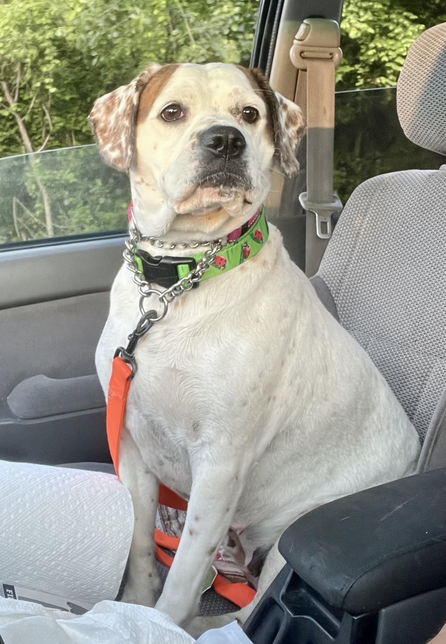 Enlarge Henley, a ADOPTABLE mixed breed in Mt Pleasant, SC image 1/6