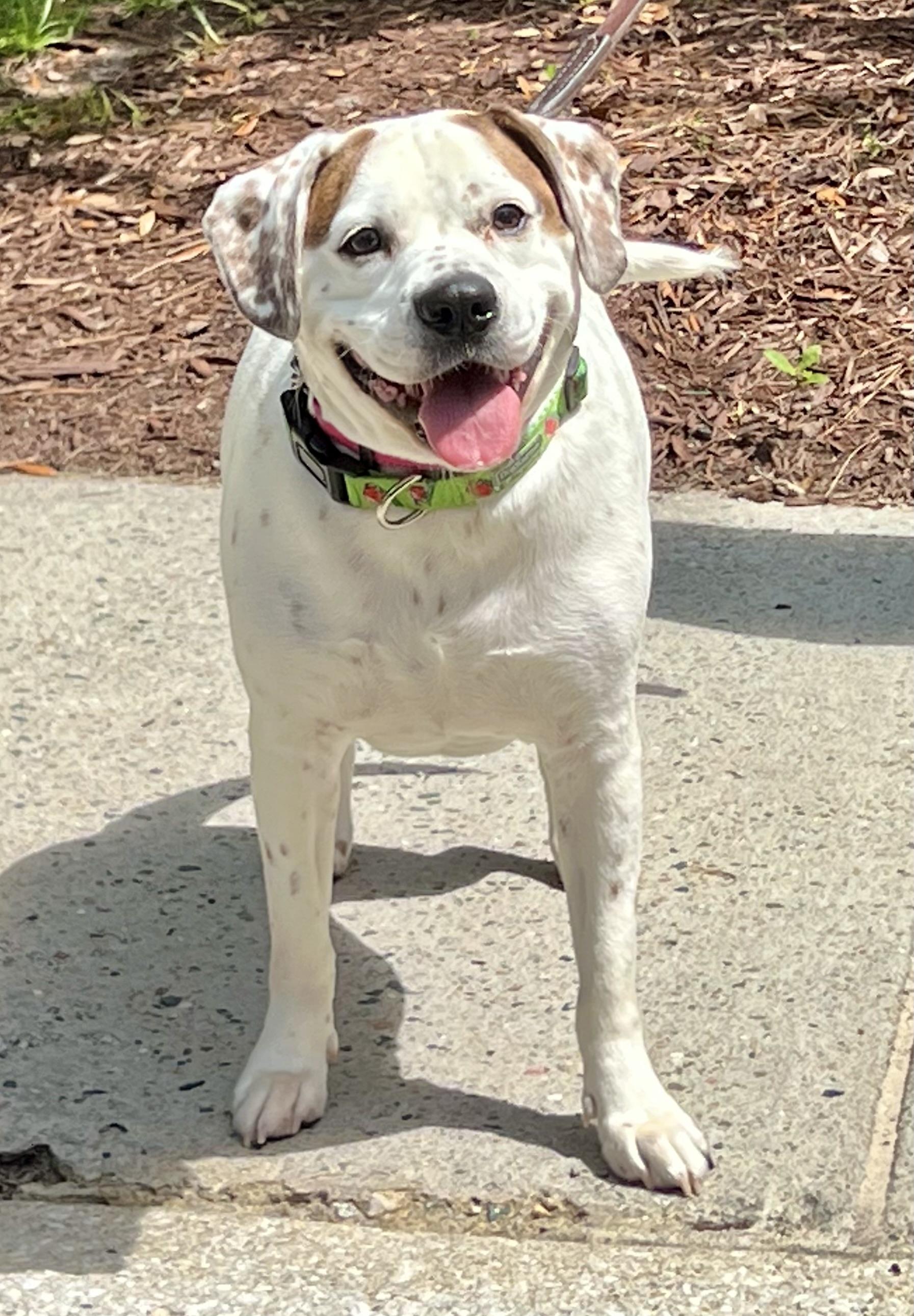 Henley, a ADOPTABLE mixed breed in Mt Pleasant, SC image 4/6