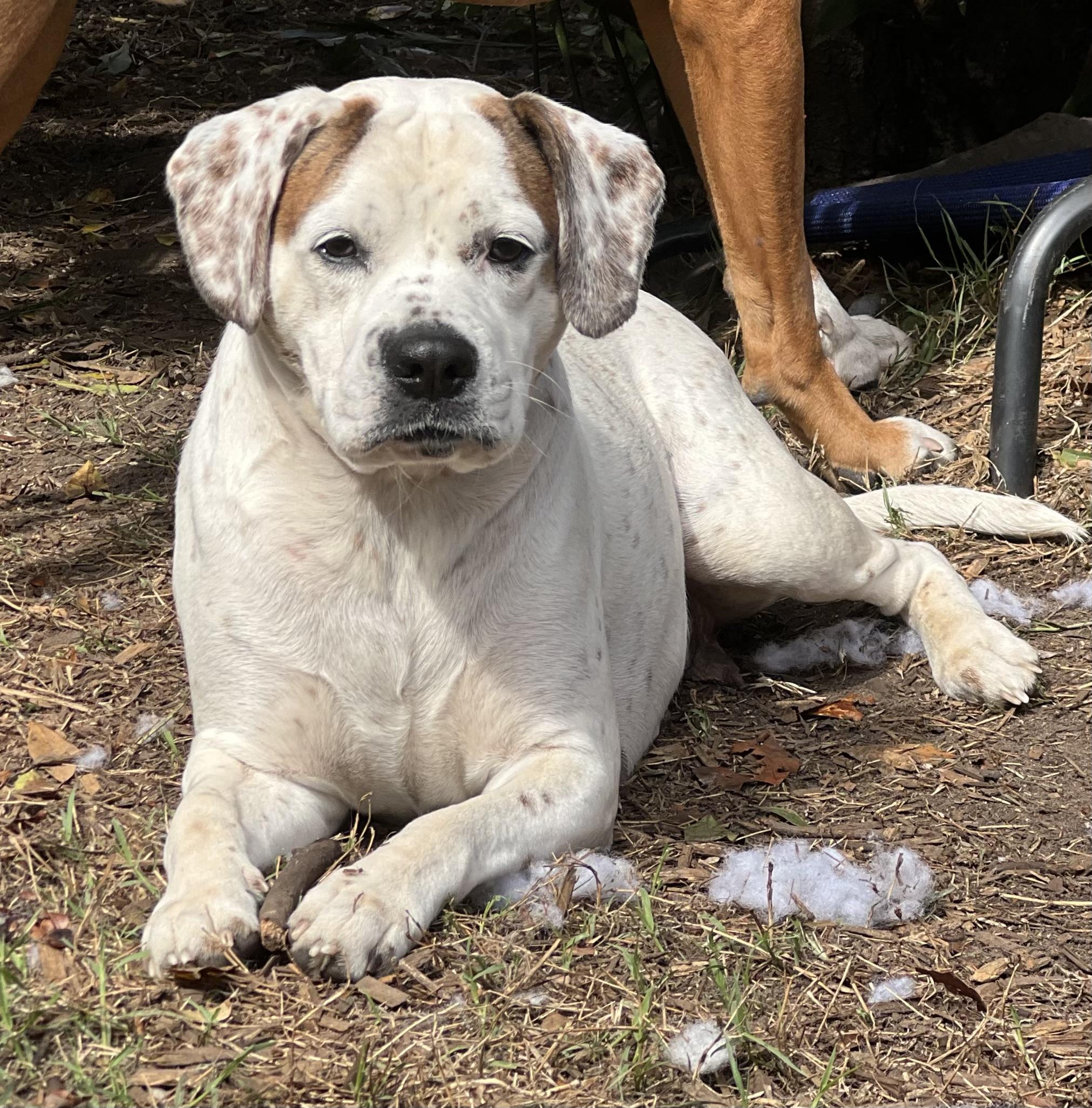 Henley, ADOPTABLE, Adult Female Mixed Breed.