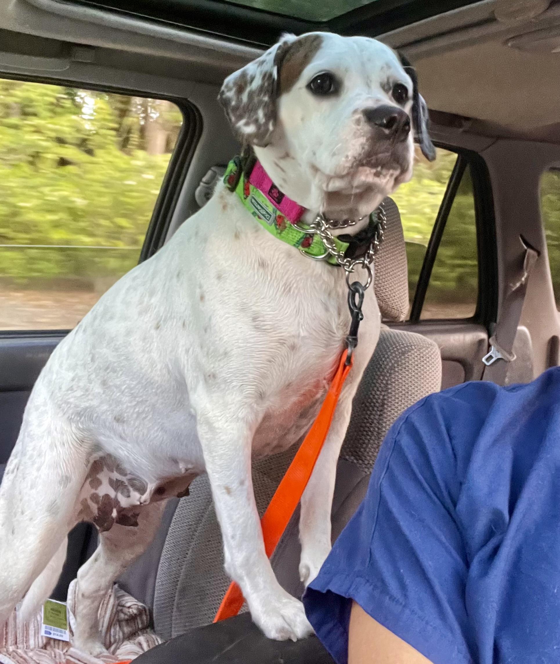 Enlarge Henley, a ADOPTABLE mixed breed in Mt Pleasant, SC image 6/6