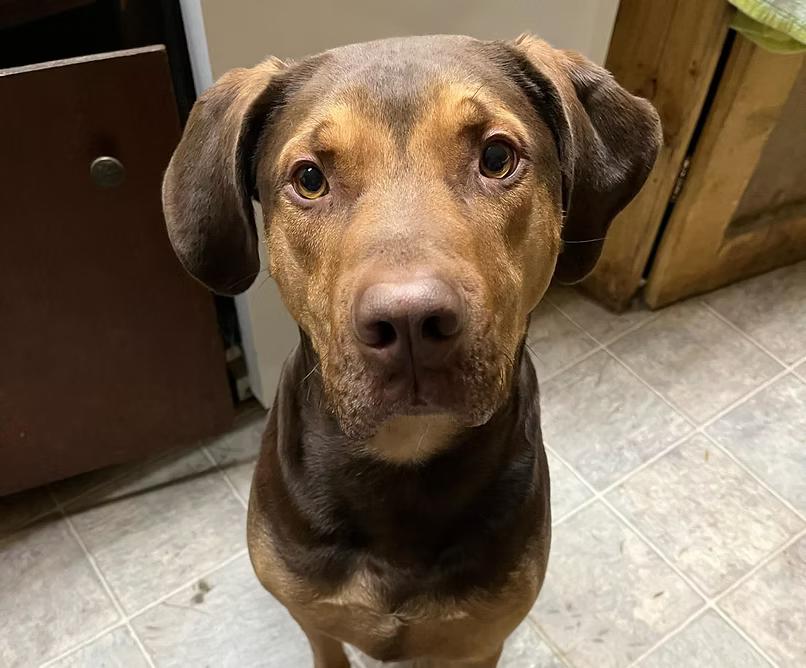 Ryder-COURTESY POST, ADOPTABLE, Adult Male Hound & Catahoula Leopard Dog.