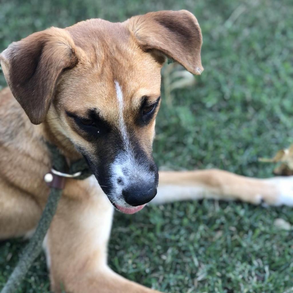 Enlarge Tattoo, a Adoptable mixed breed in Weatherford, TX image 1/4