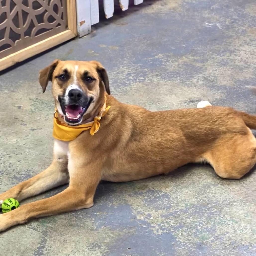 Enlarge Tattoo, a Adoptable mixed breed in Weatherford, TX image 2/6