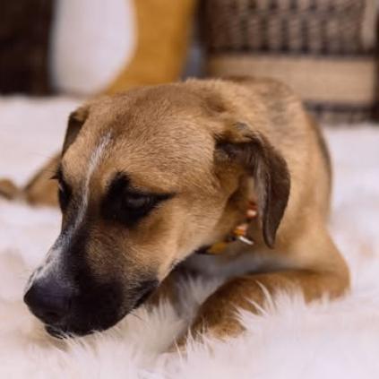 Enlarge Tattoo, a Adoptable mixed breed in Weatherford, TX image 2/4