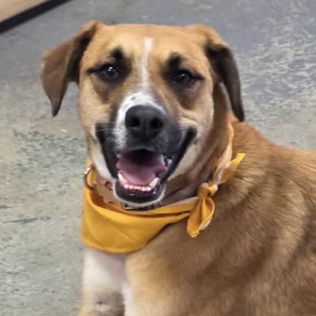 Enlarge Tattoo, a Adoptable mixed breed in Weatherford, TX image 5/6