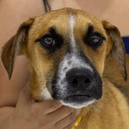 Enlarge Tattoo, a Adoptable mixed breed in Weatherford, TX image 4/4