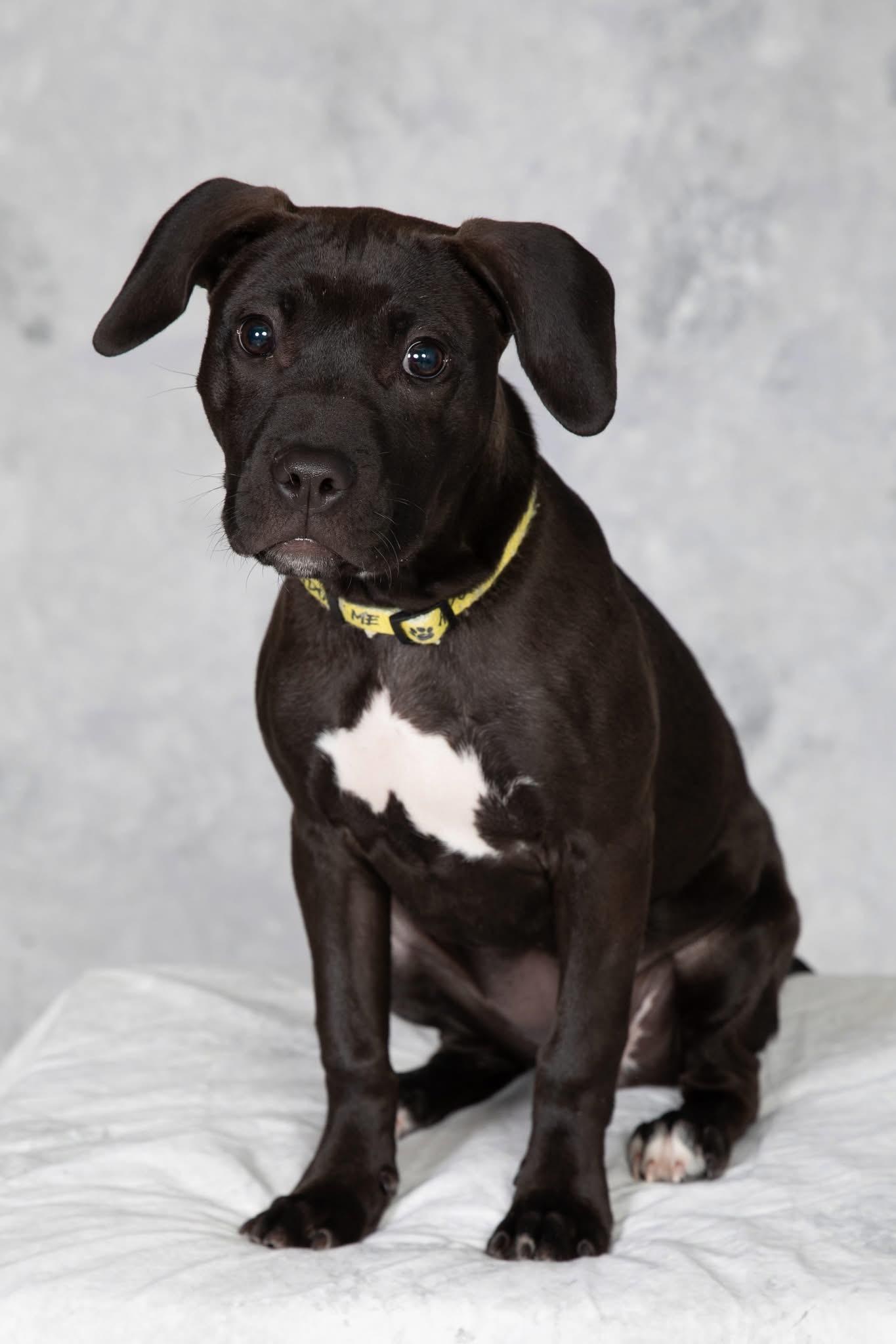 Hummingbird, a ADOPTABLE mixed breed in Oceanport, NJ image 6/6