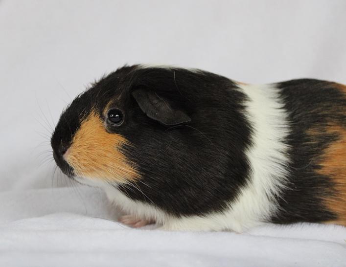 Enlarge Loretta, an adopted Short-Haired in Chickasha, OK image 1/2