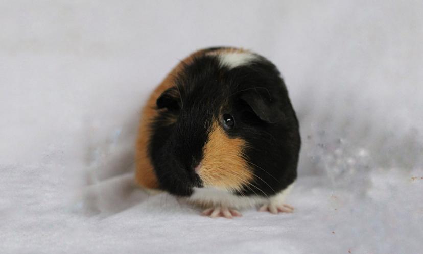 Enlarge Loretta, an adopted Short-Haired in Chickasha, OK image 2/2