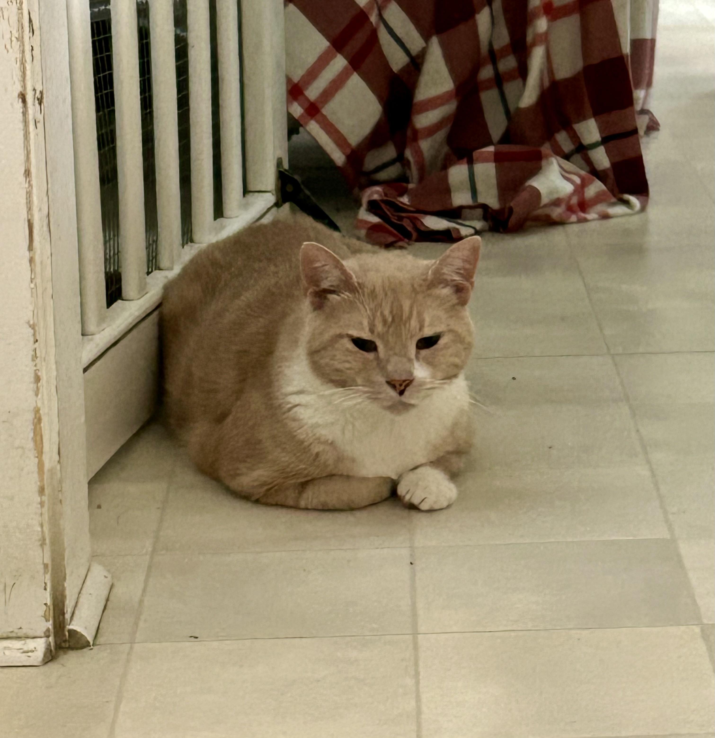 Enlarge Milo, a Adoptable Domestic Short Hair in Queenstown, MD image 2/4