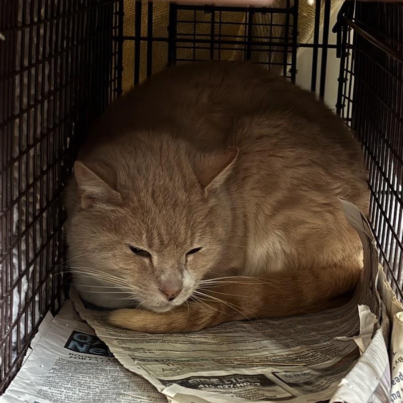 Enlarge Milo, a Adoptable Domestic Short Hair in Queenstown, MD image 4/4