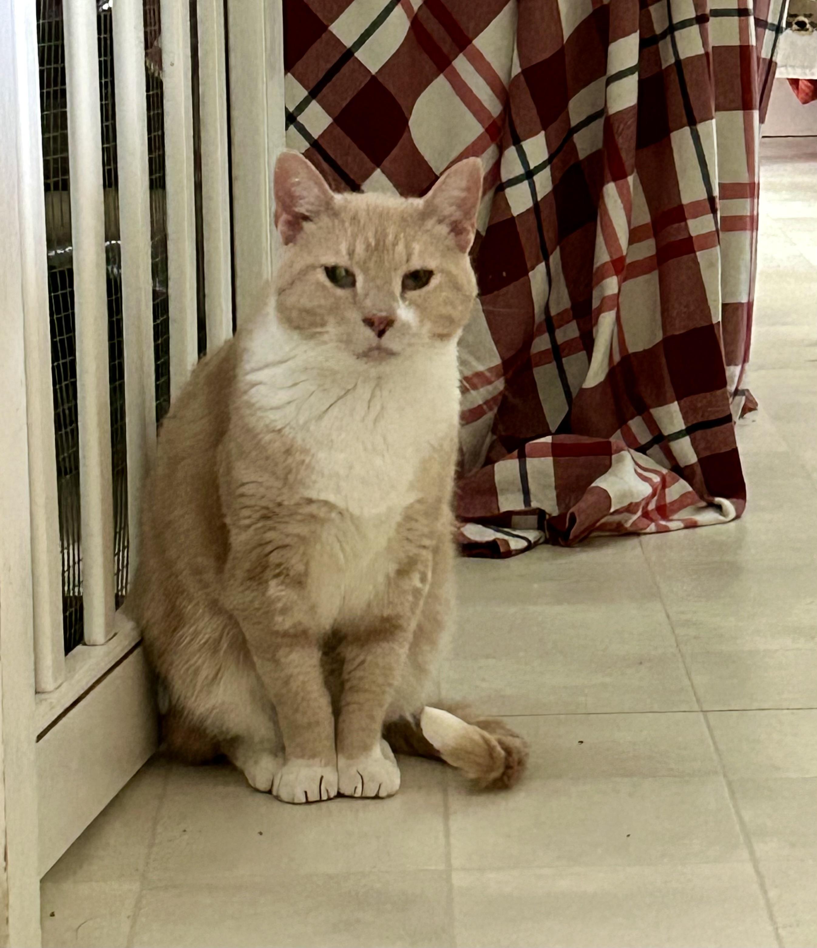 Milo, Adoptable, Adult Male Domestic Short Hair.