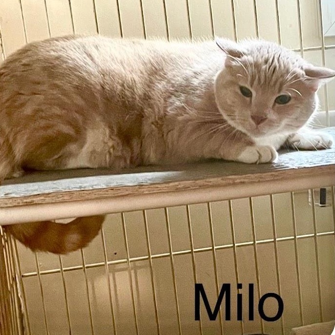 Enlarge Milo, a Adoptable Domestic Short Hair in Queenstown, MD image 3/4