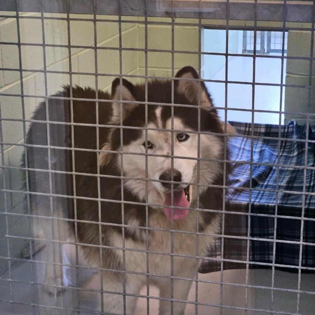 Enlarge Loki, a Adoptable Husky in Conway, NH image 2/6