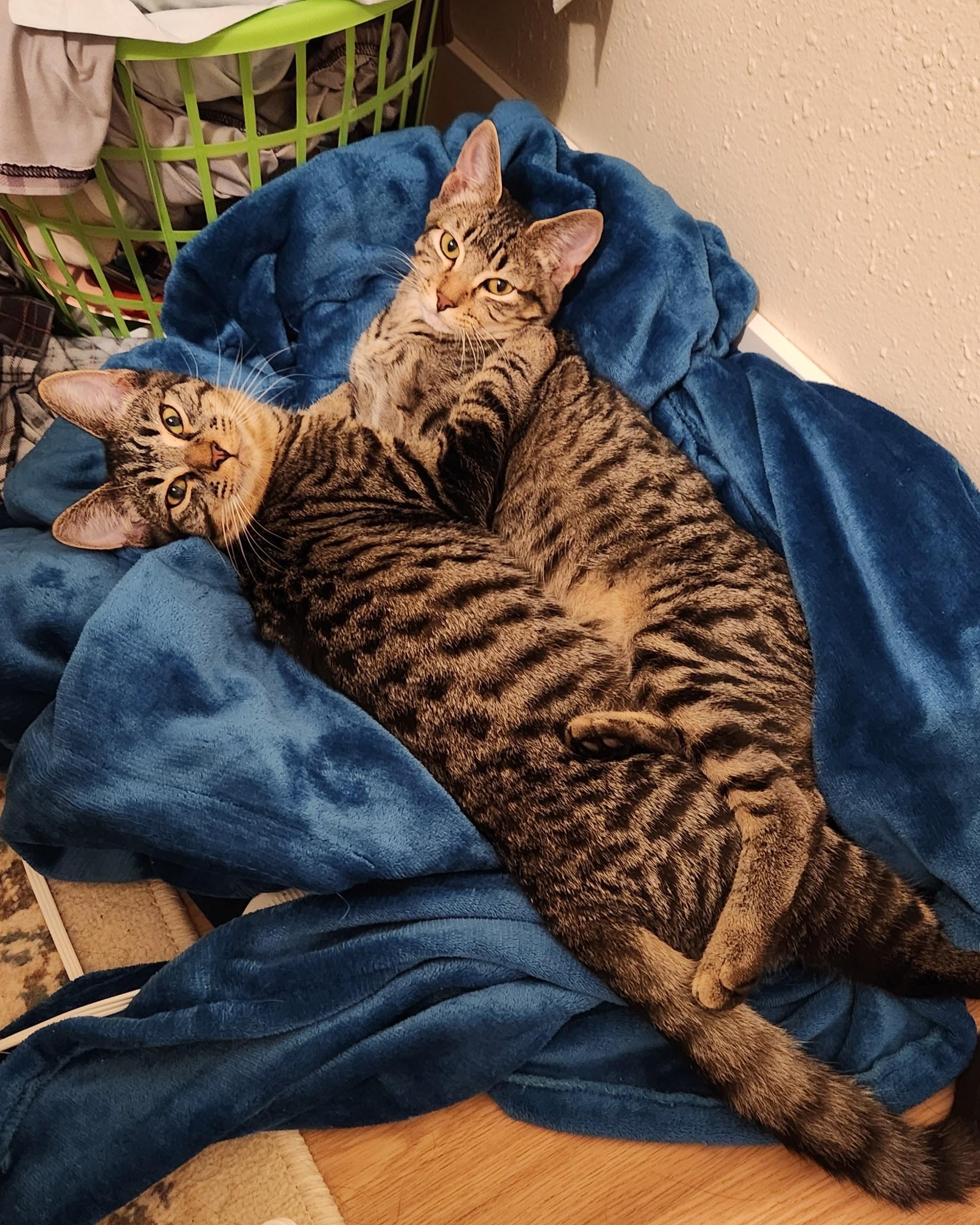 Tizzy and Smidge, ADOPTABLE, Kitten Male Domestic Short Hair.