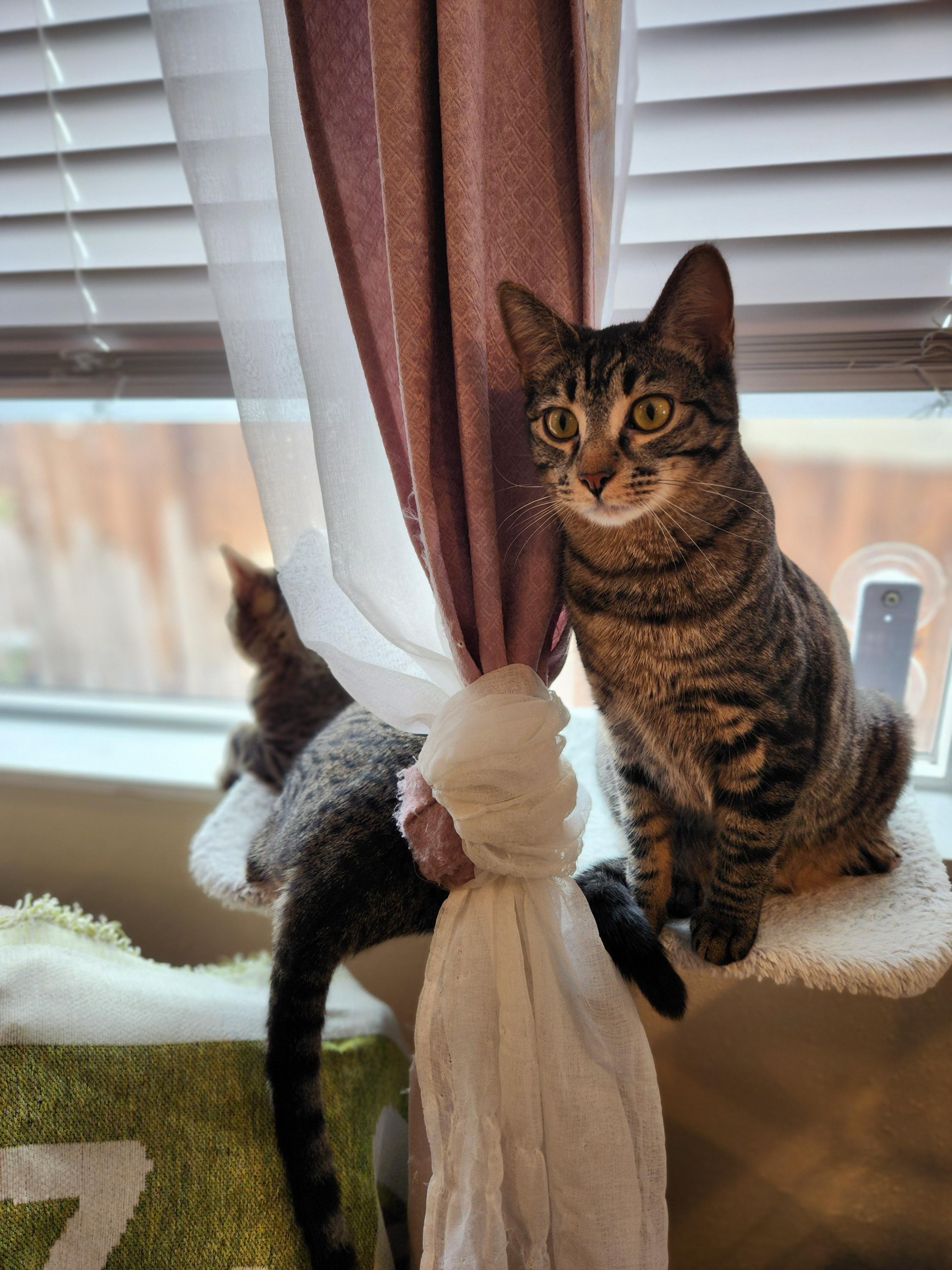 Enlarge Tizzy and Smidge, a ADOPTABLE Domestic Short Hair in Seattle, WA image 5/6