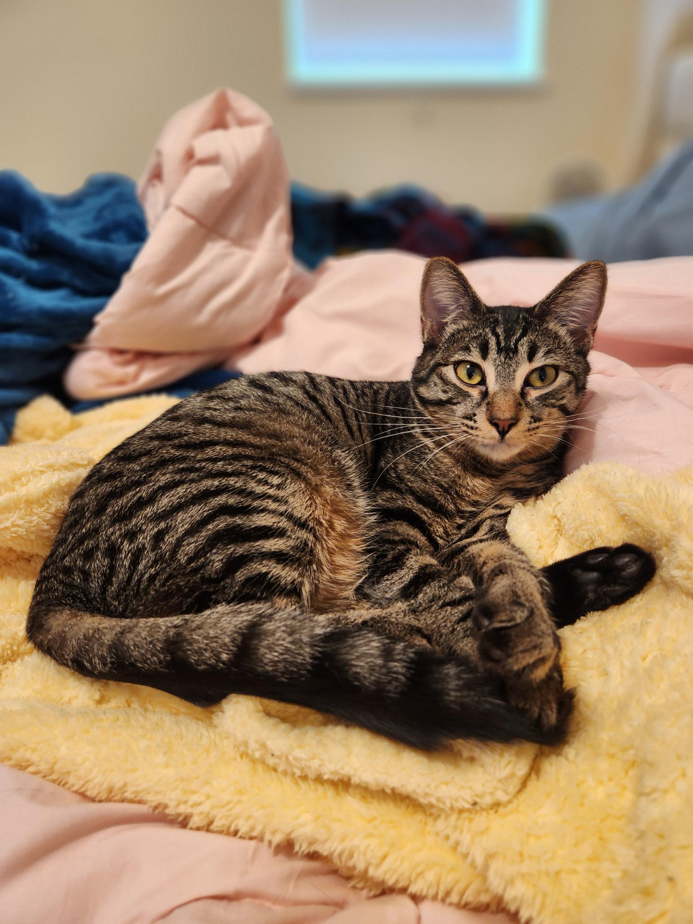 Enlarge Tizzy and Smidge, a ADOPTABLE Domestic Short Hair in Seattle, WA image 3/6