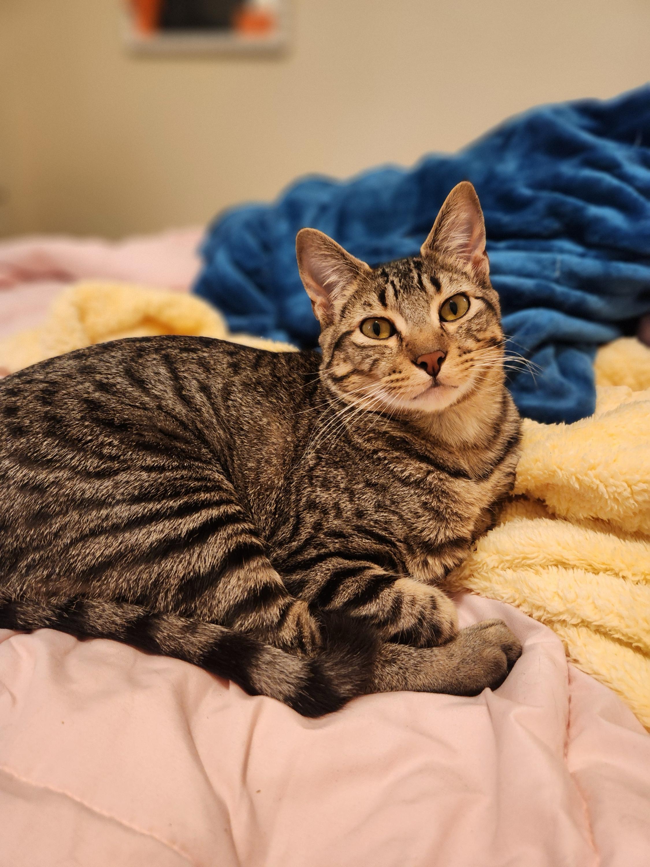 Enlarge Tizzy and Smidge, a ADOPTABLE Domestic Short Hair in Seattle, WA image 4/6