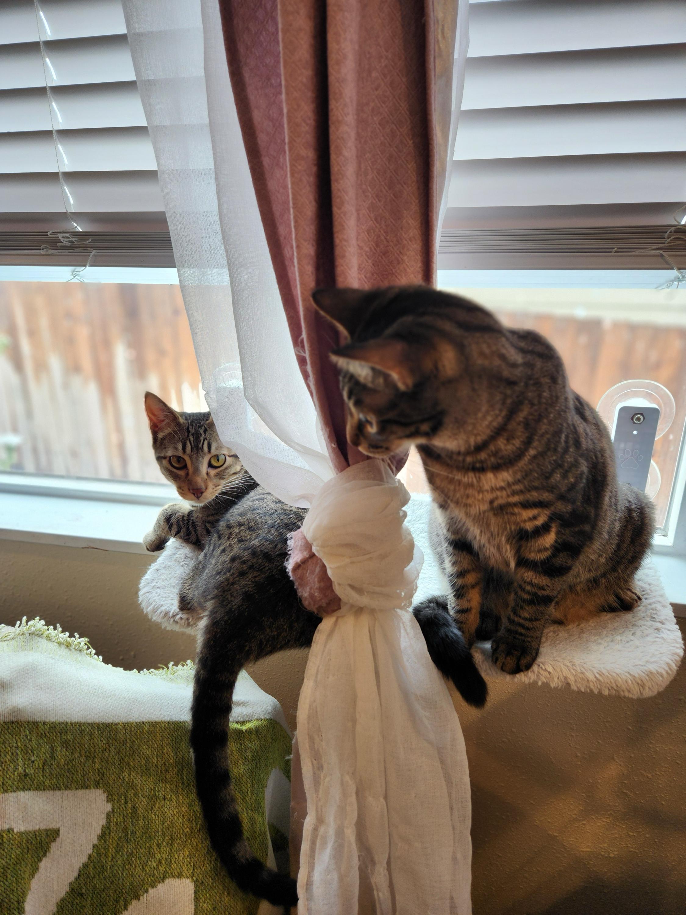 Enlarge Tizzy and Smidge, a ADOPTABLE Domestic Short Hair in Seattle, WA image 6/6