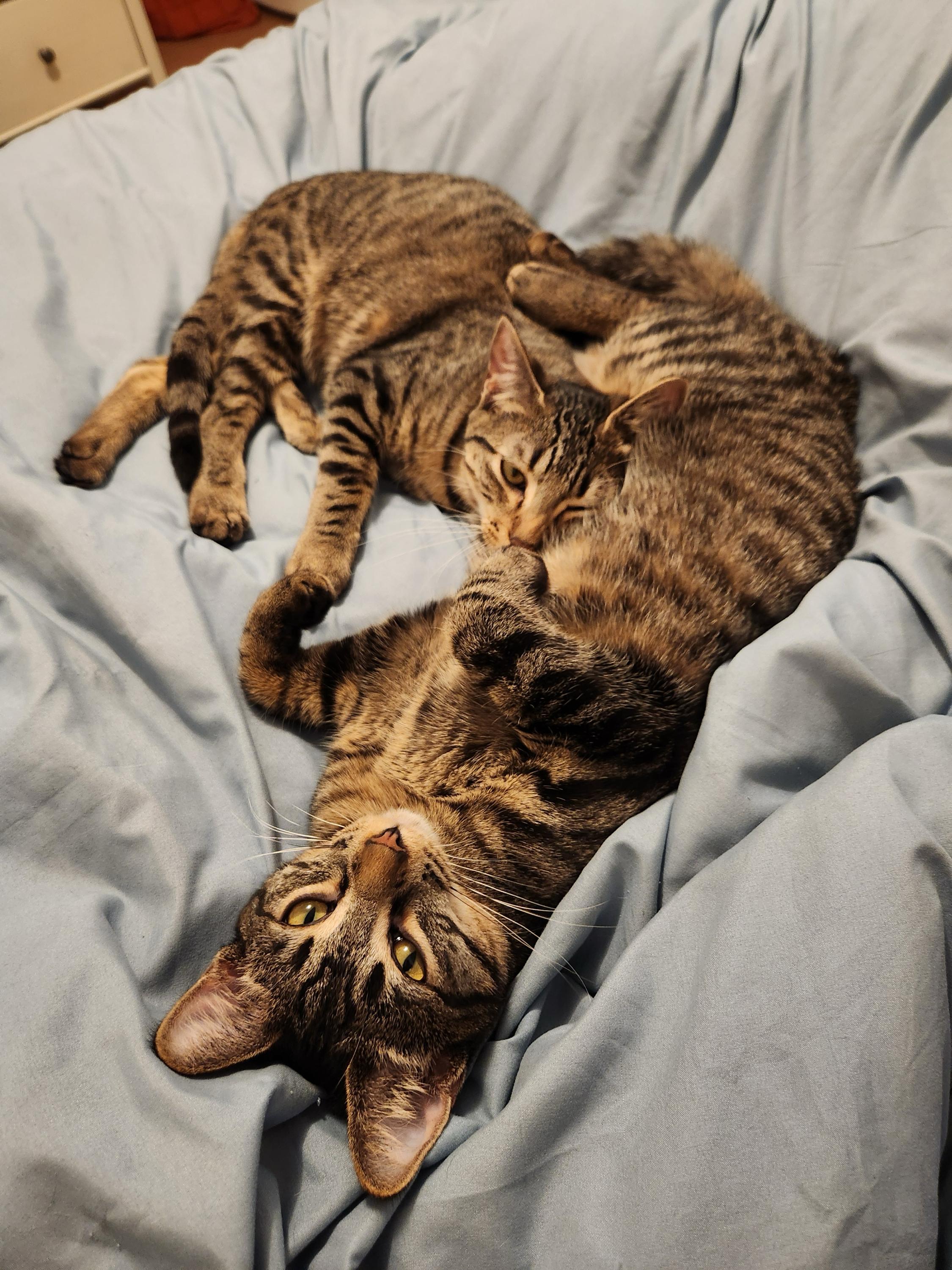 Enlarge Tizzy and Smidge, a ADOPTABLE Domestic Short Hair in Seattle, WA image 2/6