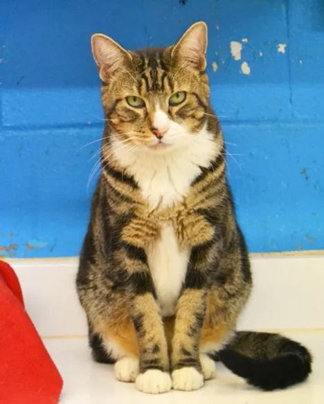 Noogie, Adoptable, Adult Male Domestic Short Hair.