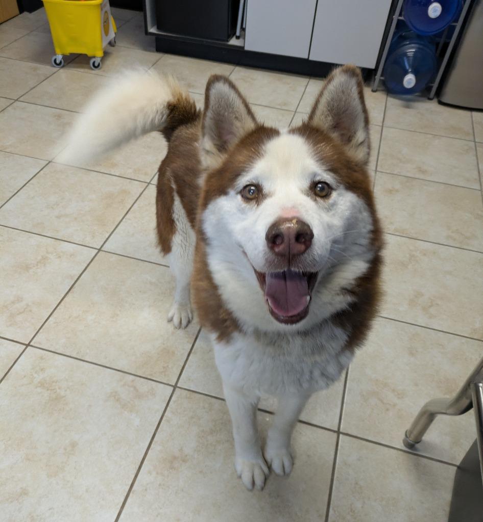 Thor, Adoptable, Senior Male Husky.