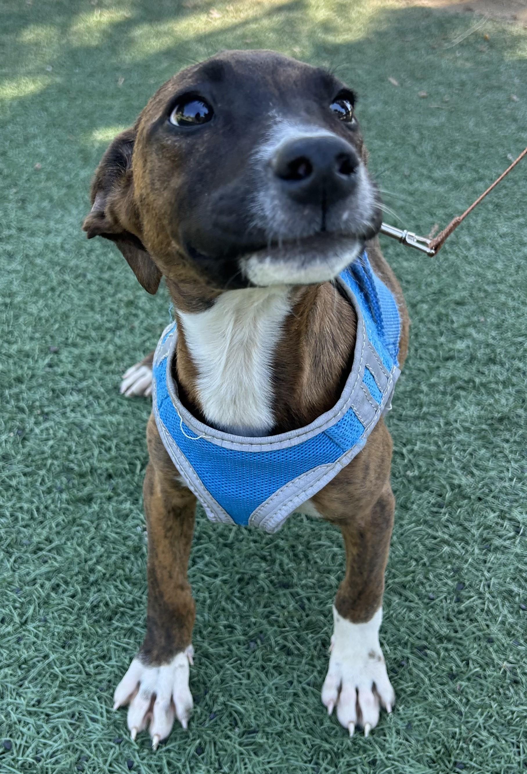 Enlarge MOLLY, a ADOPTABLE mixed breed in Bell Gardens, CA image 4/6