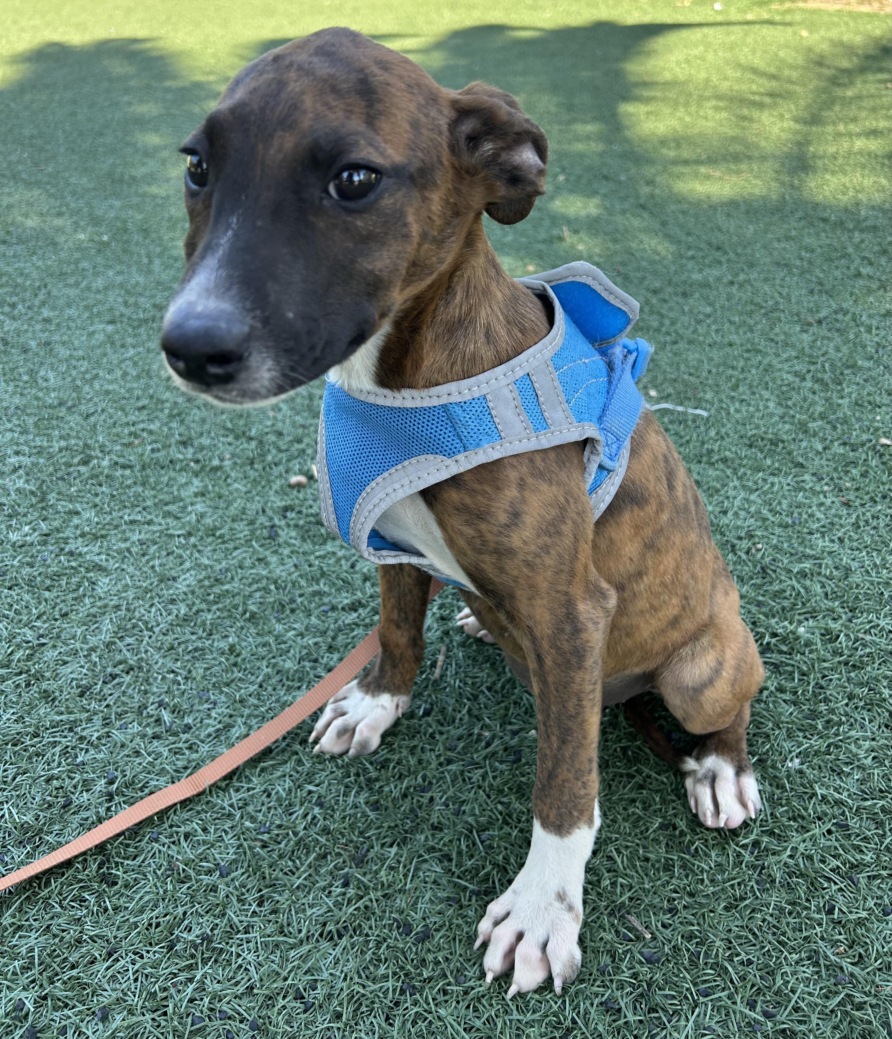 Enlarge MOLLY, a ADOPTABLE mixed breed in Bell Gardens, CA image 5/6
