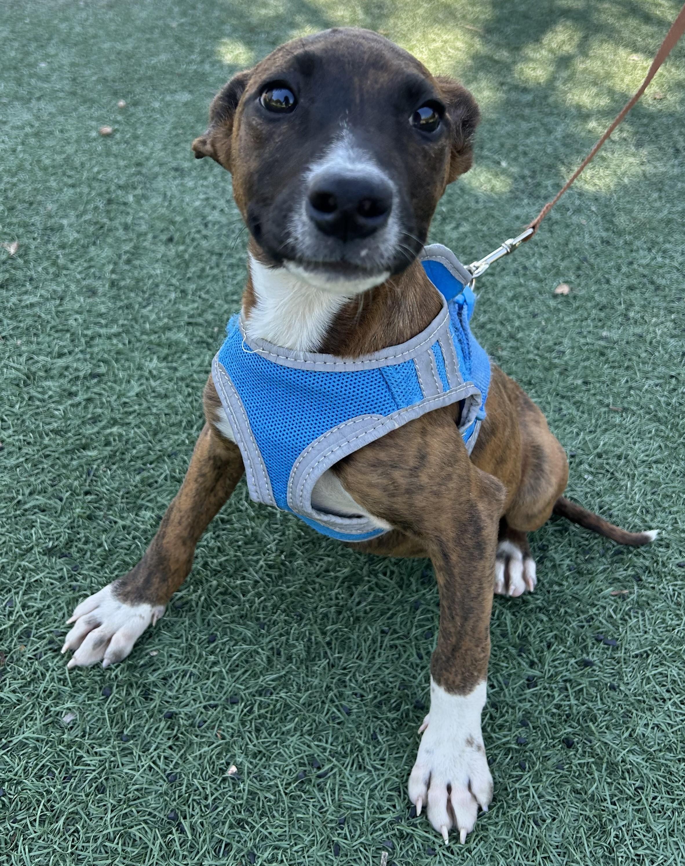 Enlarge MOLLY, a ADOPTABLE mixed breed in Bell Gardens, CA image 2/6