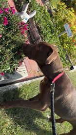 Emerson, Adoptable, Young Male Pit Bull Terrier.
