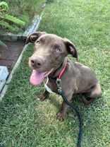 Enlarge Emerson, a Adoptable Pit Bull Terrier in Oskaloosa, IA image 2/2