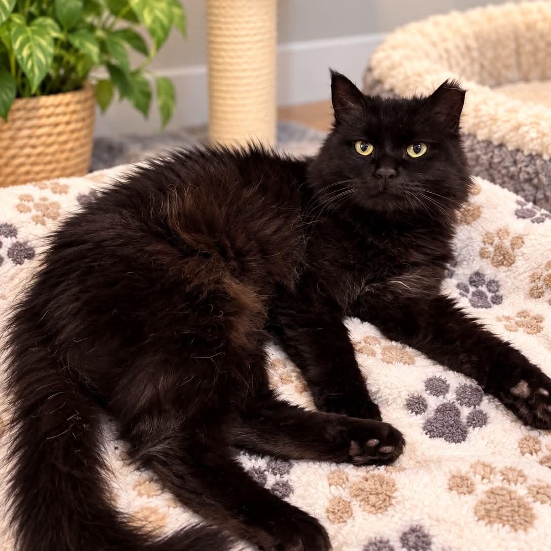 Enlarge Omellette, a Adoptable Domestic Long Hair in Sewell, NJ image 2/3