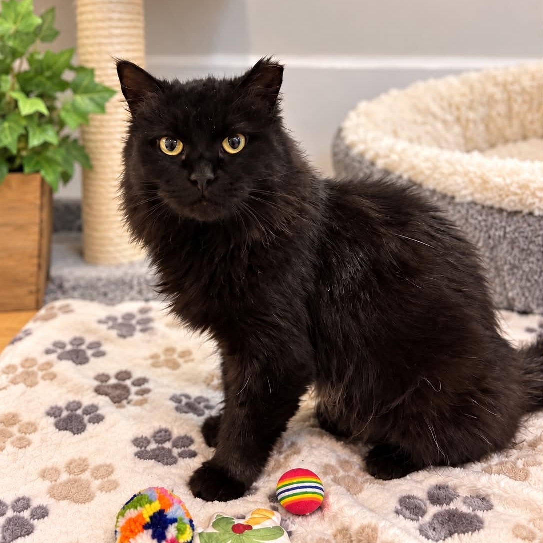 Enlarge Omellette, a Adoptable Domestic Long Hair in Sewell, NJ image 1/3