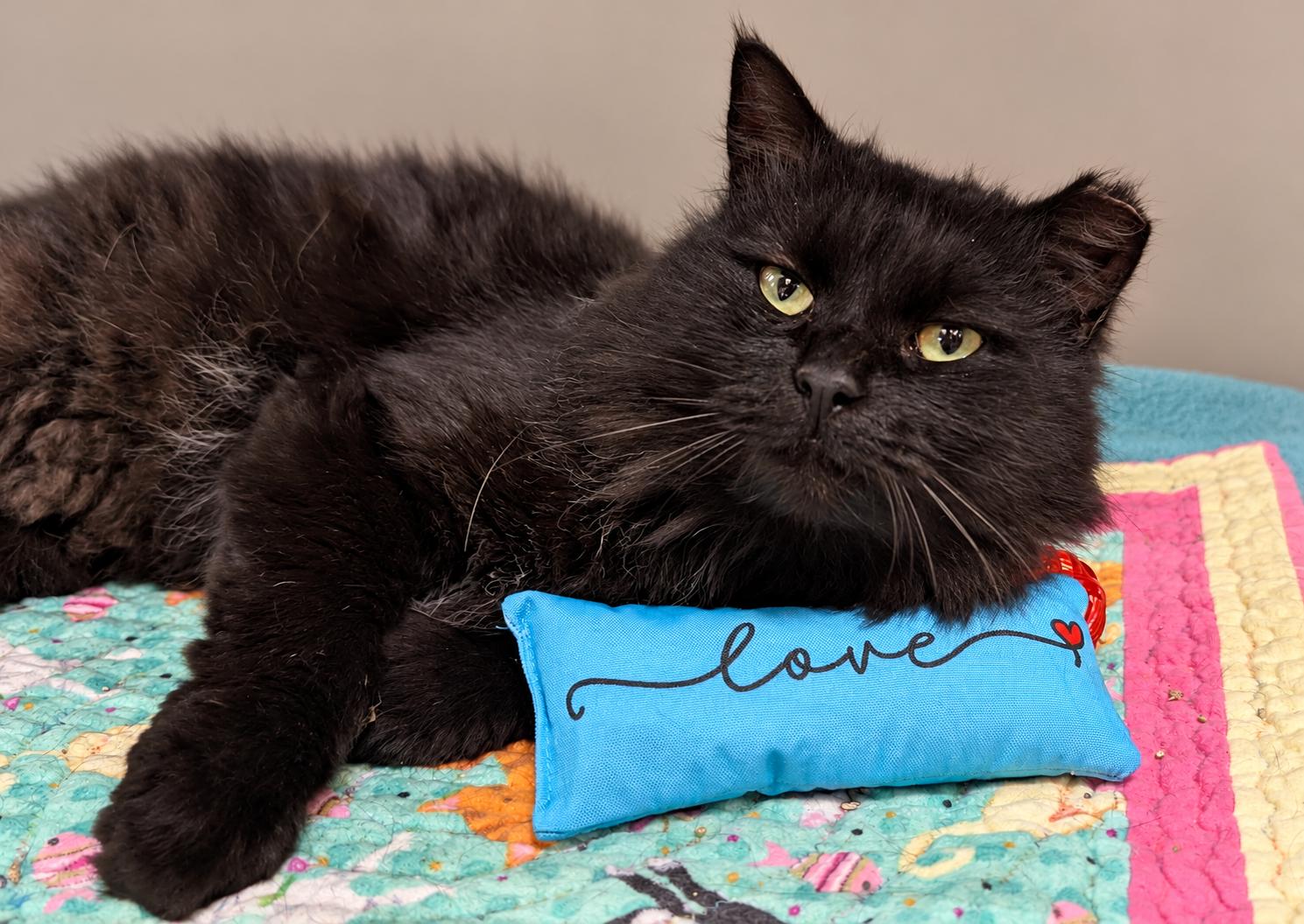 Enlarge Omellette, a Adoptable Domestic Long Hair in Sewell, NJ image 3/3