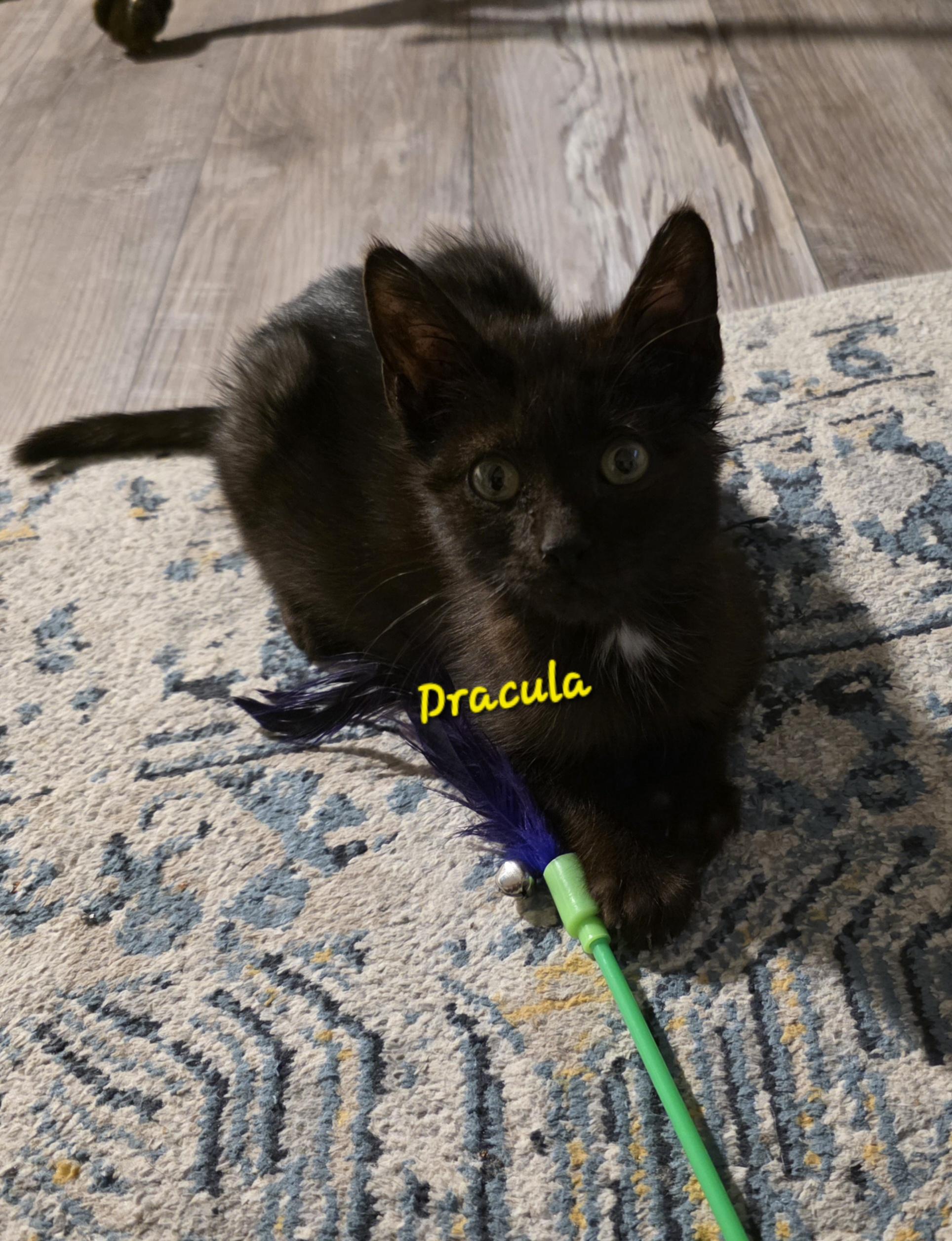 Enlarge Dracula, a Adopted Domestic Short Hair in Jamesville, NY image 2/5