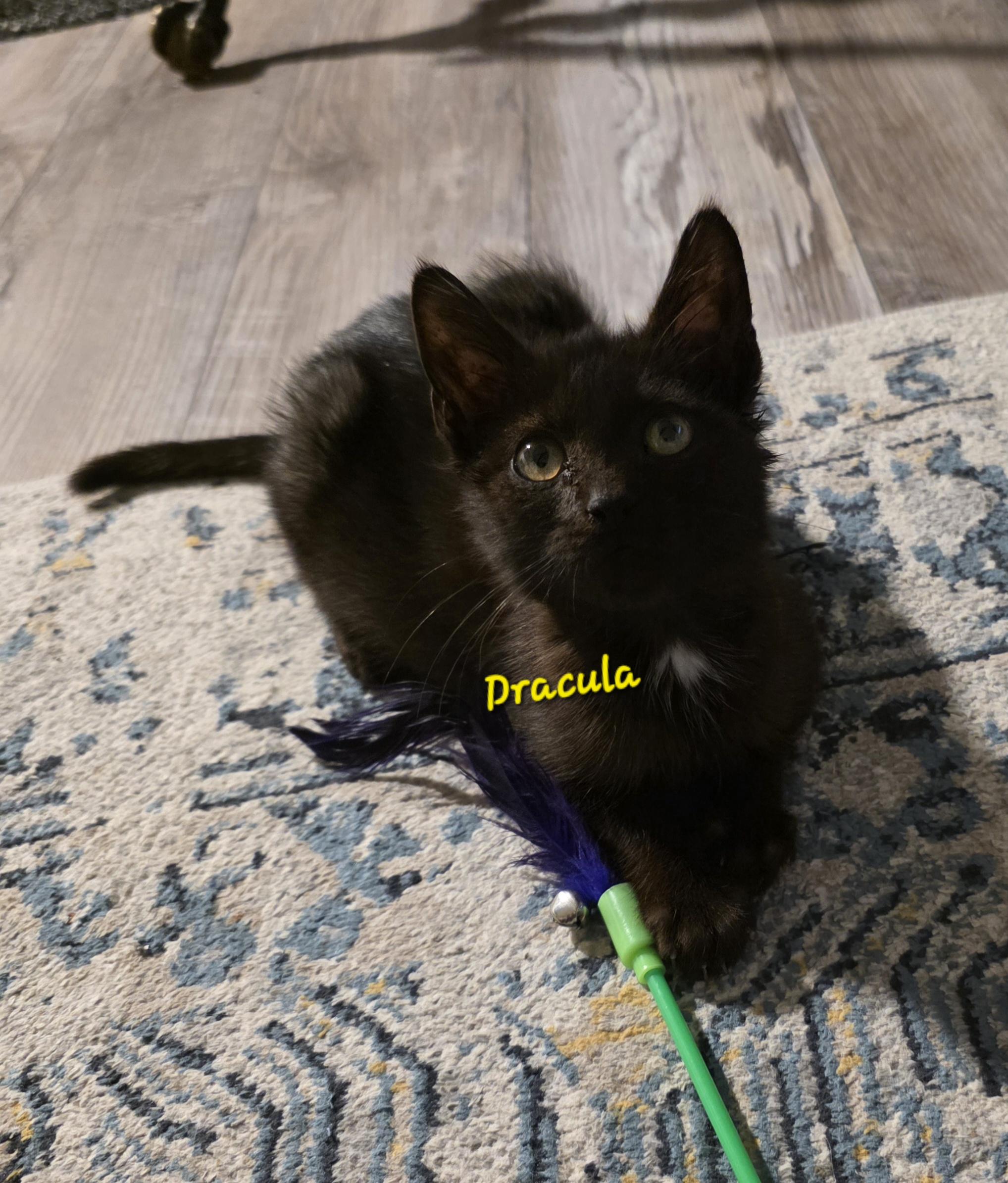 Enlarge Dracula, a Adopted Domestic Short Hair in Jamesville, NY image 1/5