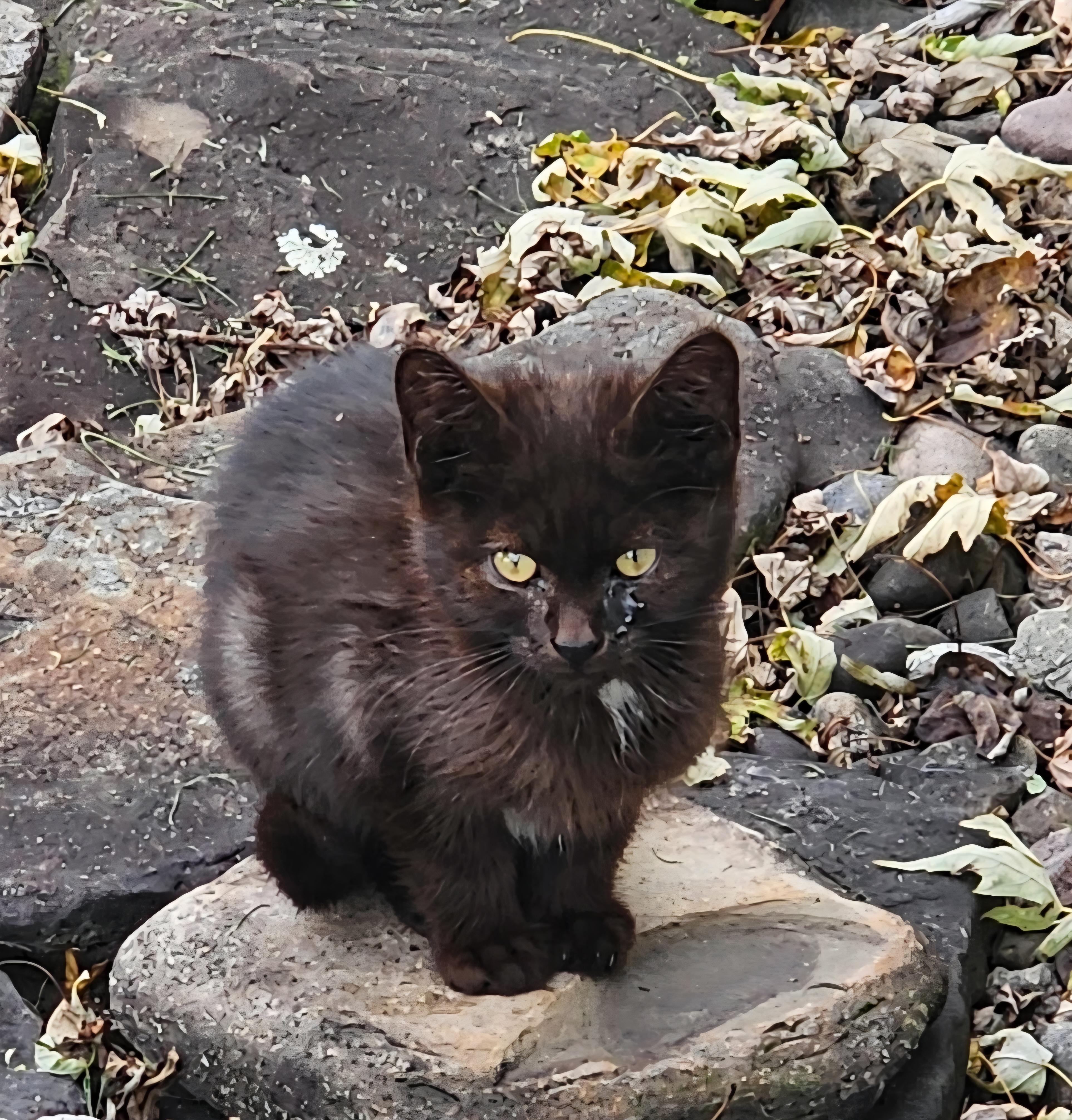 Enlarge Dracula, a Adopted Domestic Short Hair in Jamesville, NY image 3/5