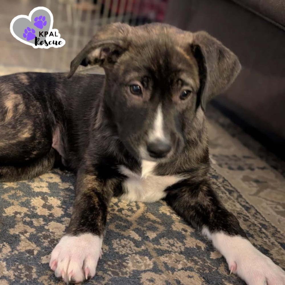 Enlarge Jamaica - Vacation Litter, a Adoptable mixed breed in Kenai, AK image 1/4