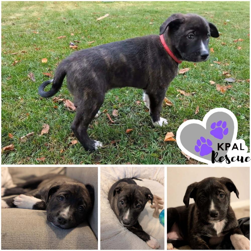 Enlarge Jamaica - Vacation Litter, a Adoptable mixed breed in Kenai, AK image 2/4