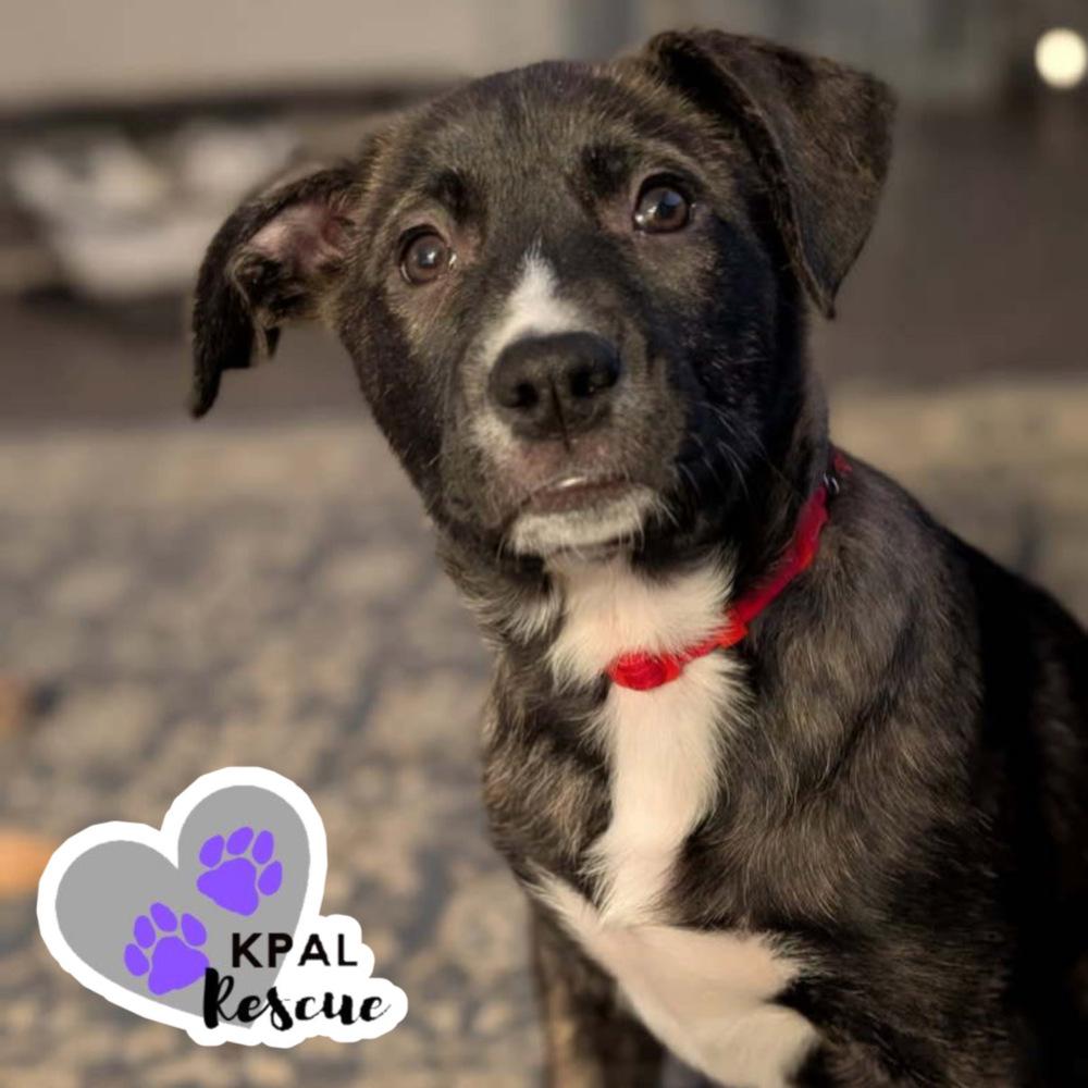 Enlarge Jamaica - Vacation Litter, a Adoptable mixed breed in Kenai, AK image 3/4