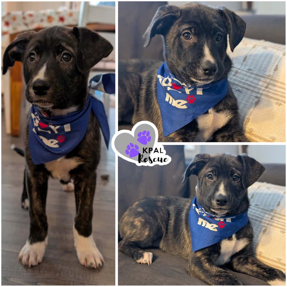 Enlarge Jamaica - Vacation Litter, a Adoptable mixed breed in Kenai, AK image 4/4