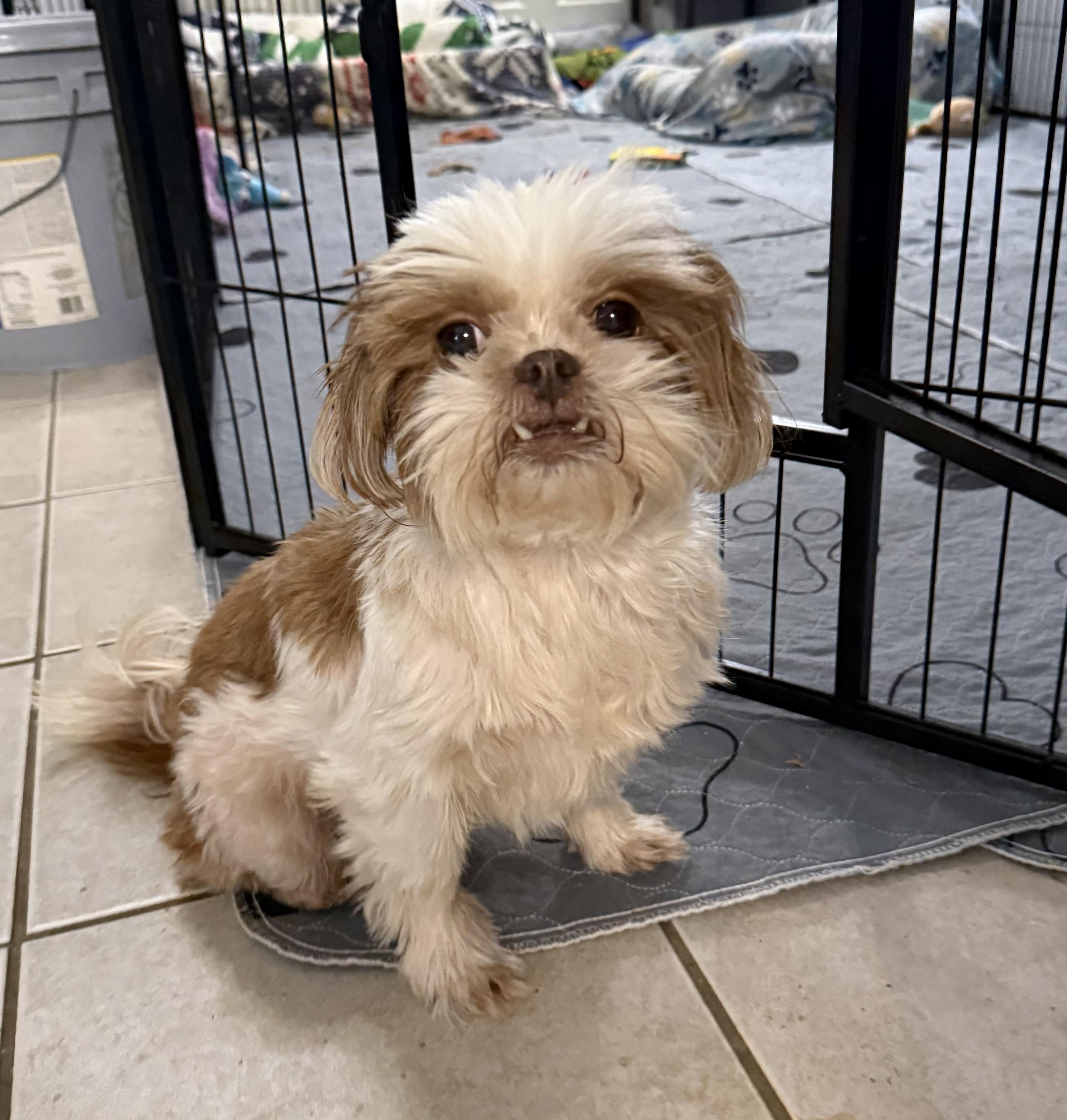 Enlarge Chiffon, a ADOPTABLE Shih Tzu in Kings Mountain, NC image 1/6