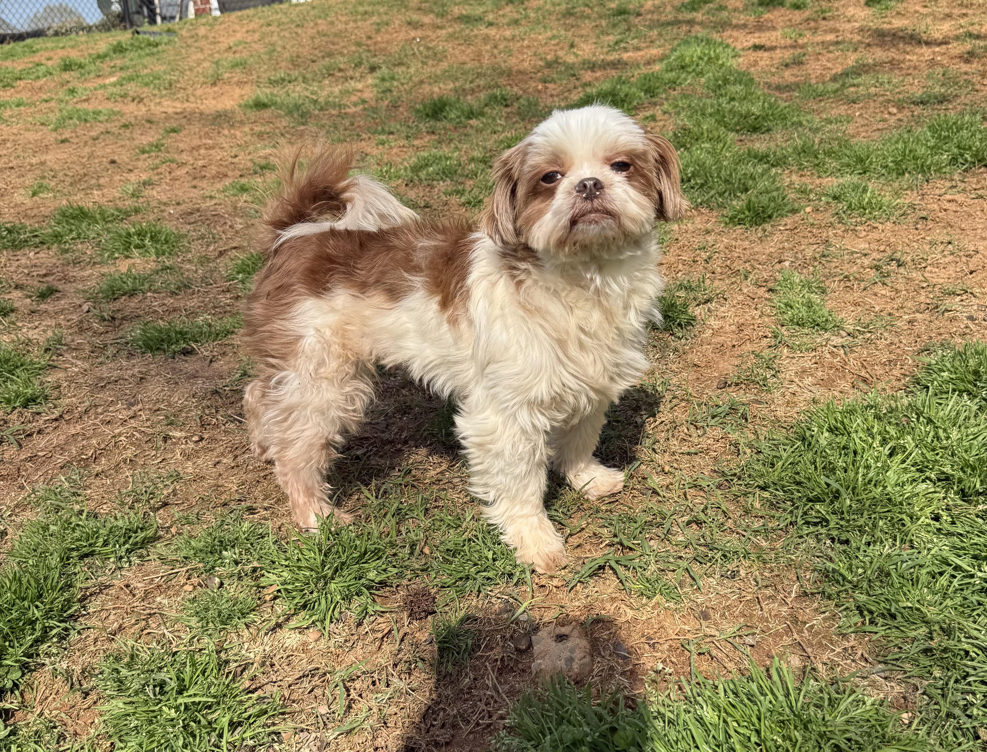 Chiffon, a ADOPTABLE Shih Tzu in Kings Mountain, NC image 6/6